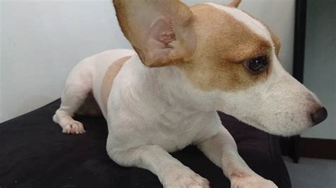 Dog keeps scratching ear - 1. Build-Up of Earwax Causing Irritation. A buildup of wax in your dog’s ears may cause some minor itching and irritation. You may notice your dog scratching around their ears or shaking their head frequently in an effort to get some relief.
